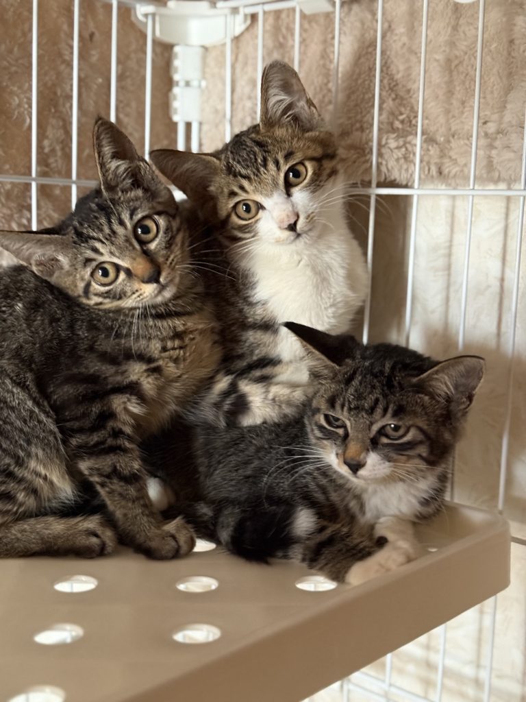 保護猫お預かり